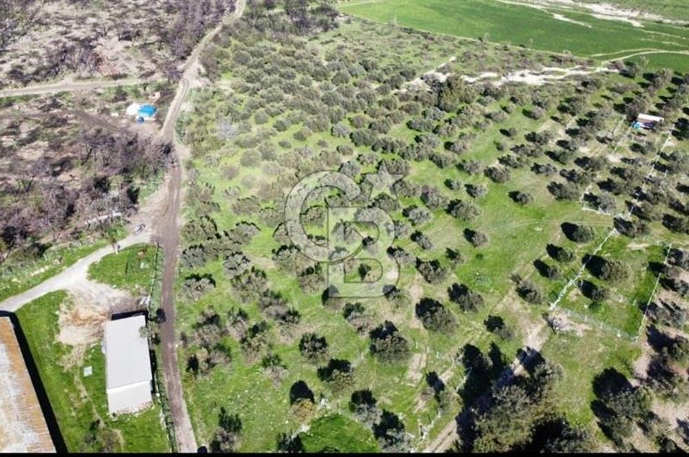 Foça Ilıpınar'da Sizinde Zeytin Ağaçlı Bir Bahçeniz Olsun