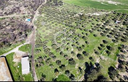 Foça Ilıpınar'da Sizinde Zeytin Ağaçlı Bir Bahçeniz Olsun