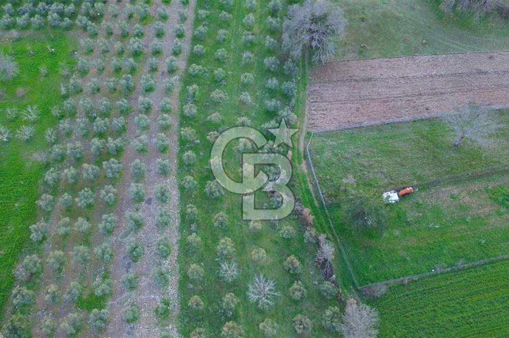 Muğla yaraş Mahallesi’nde tarla niteliğinde satılık 8381 metre² zeytinlik