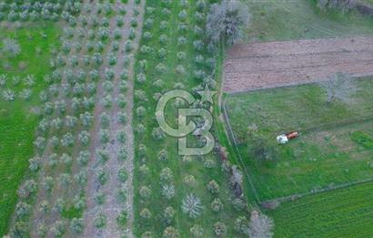 Muğla yaraş Mahallesi’nde tarla niteliğinde satılık 8381 metre² zeytinlik