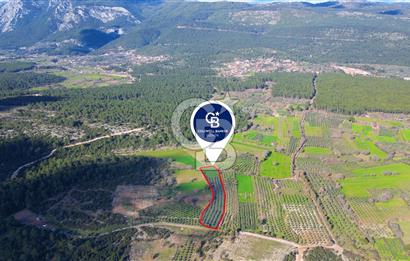 Muğla yaraş Mahallesi’nde tarla niteliğinde satılık 8381 metre² zeytinlik