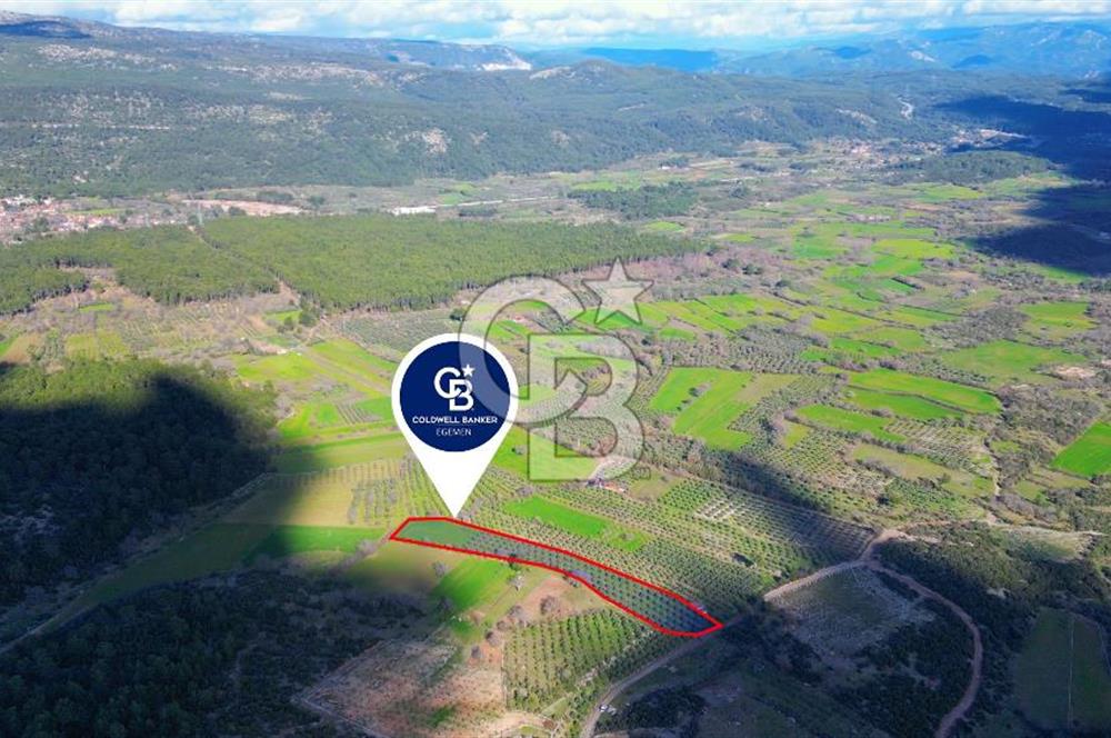Muğla yaraş Mahallesi’nde tarla niteliğinde satılık 8381 metre² zeytinlik
