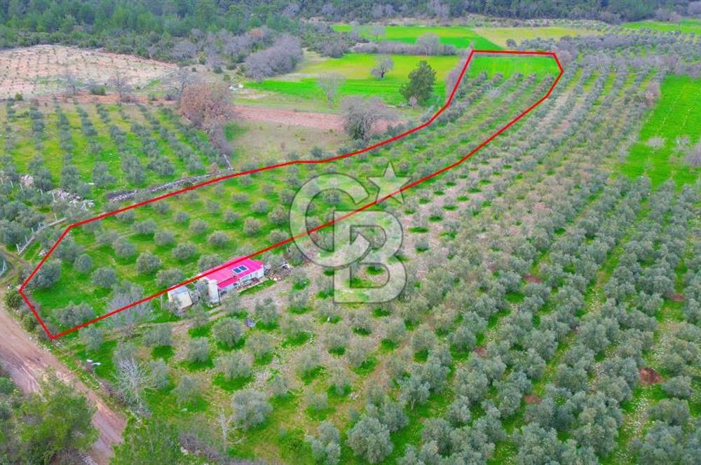 Muğla yaraş Mahallesi’nde tarla niteliğinde satılık 8381 metre² zeytinlik