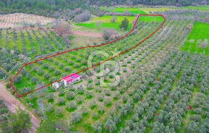 Muğla yaraş Mahallesi’nde tarla niteliğinde satılık 8381 metre² zeytinlik