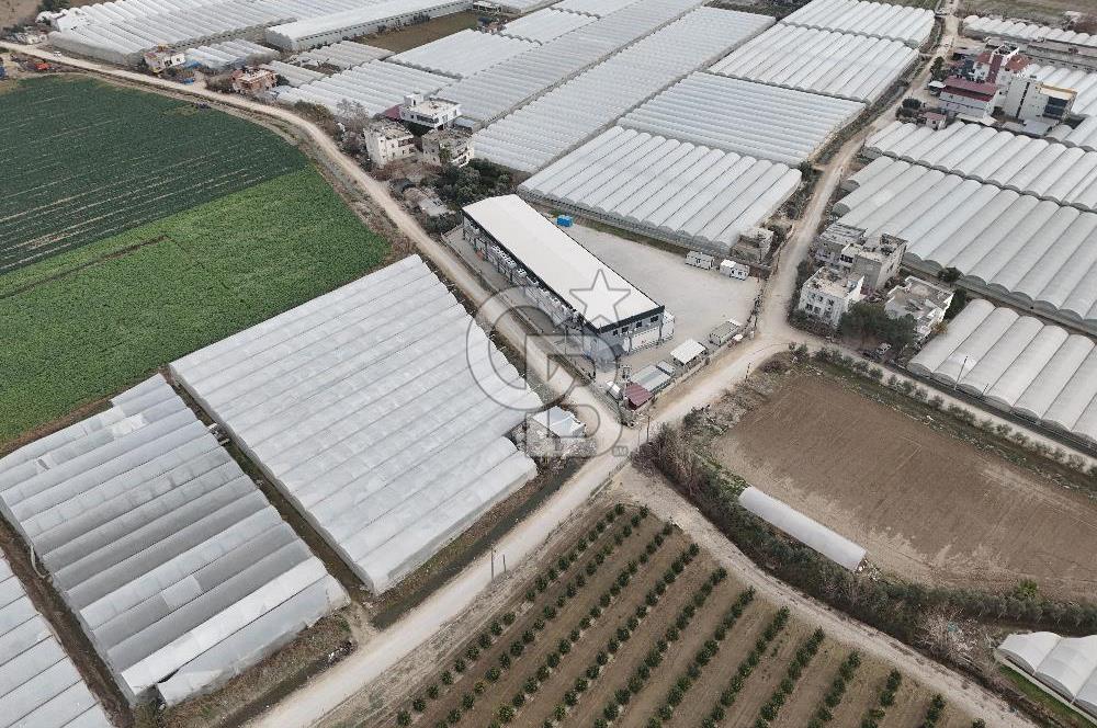 Mersin Akdeniz Kazanlı Mah. Satılık Sera ve Arsası