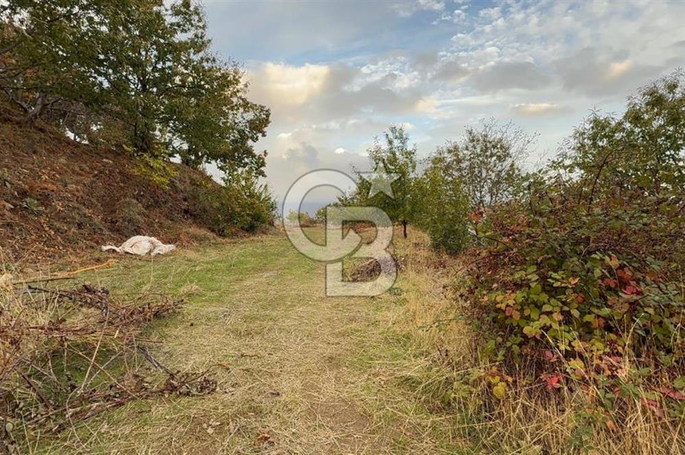 İzmir Kiraz Dokuzlar'da 9.113 m² Kestane Yetiştirmek İçin Tarla