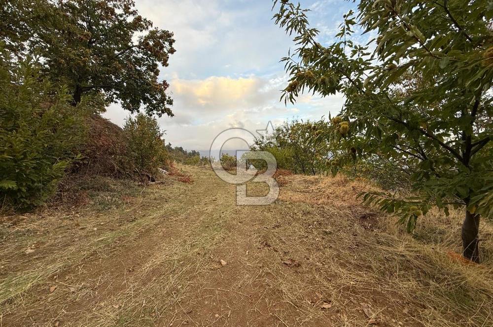 İzmir Kiraz Dokuzlar'da 9.113 m² Kestane Yetiştirmek İçin Tarla