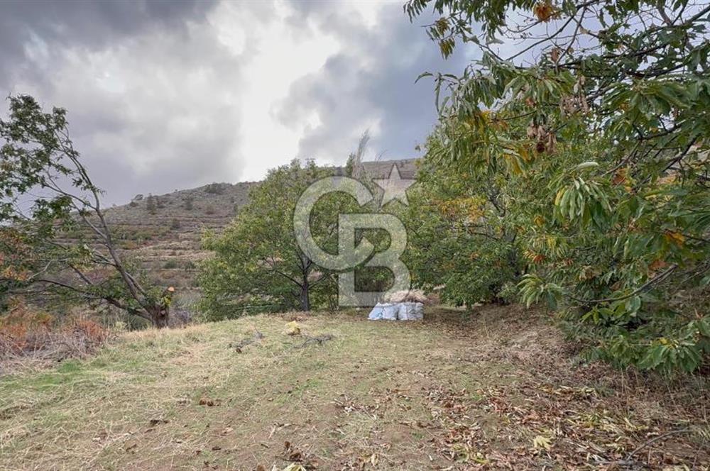 İzmir Kiraz Dokuzlar'da 9.113 m² Kestane Yetiştirmek İçin Tarla