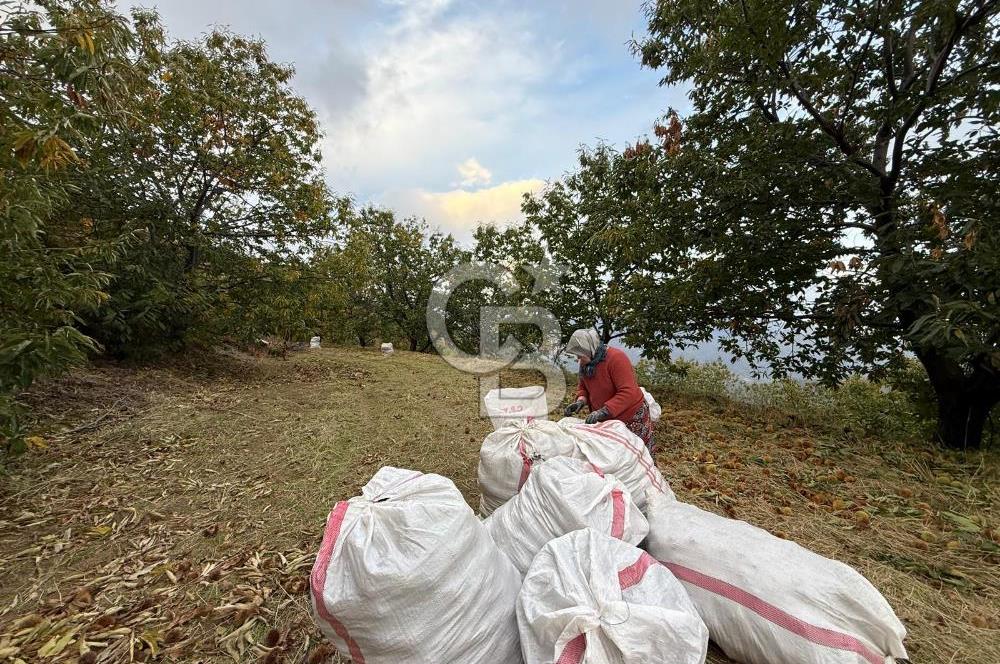 İzmir Kiraz Dokuzlar'da 9.113 m² Kestane Yetiştirmek İçin Tarla