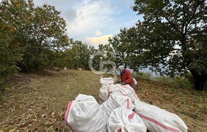 İzmir Kiraz Dokuzlar'da 9.113 m² Kestane Yetiştirmek İçin Tarla