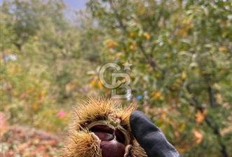 İzmir Kiraz Dokuzlar'da 9.113 m² Kestane Yetiştirmek İçin Tarla - 1 - 337049