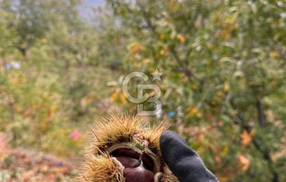 İzmir Kiraz Dokuzlar'da 9.113 m² Kestane Yetiştirmek İçin Tarla
