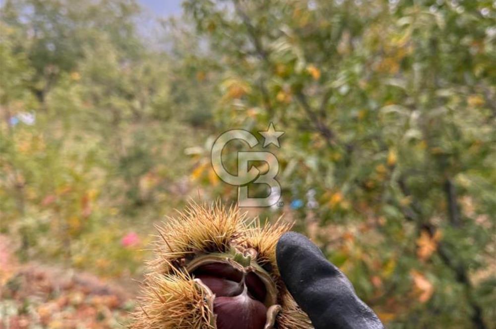 İzmir Kiraz Dokuzlar'da 9.113 m² Kestane Yetiştirmek İçin Tarla
