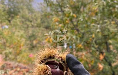 İzmir Kiraz Dokuzlar'da 9.113 m² Kestane Yetiştirmek İçin Tarla
