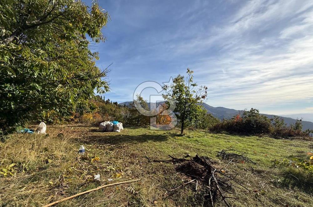 İzmir Kiraz Dokuzlar'da 9.113 m² Kestane Yetiştirmek İçin Tarla