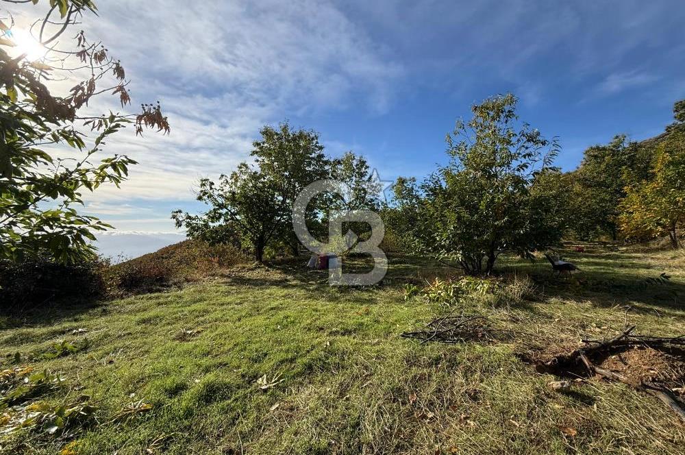 İzmir Kiraz Dokuzlar'da 9.113 m² Kestane Yetiştirmek İçin Tarla