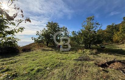 İzmir Kiraz Dokuzlar'da 9.113 m² Kestane Yetiştirmek İçin Tarla