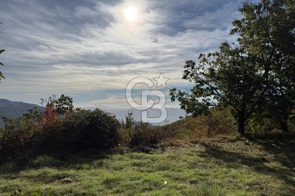 İzmir Kiraz Dokuzlar'da 9.113 m² Kestane Yetiştirmek İçin Tarla