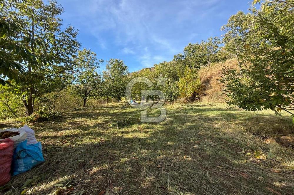 İzmir Kiraz Dokuzlar'da 9.113 m² Kestane Yetiştirmek İçin Tarla