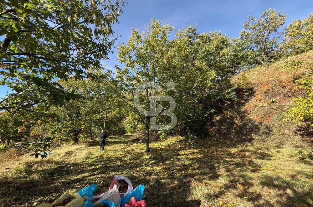 İzmir Kiraz Dokuzlar'da 9.113 m² Kestane Yetiştirmek İçin Tarla