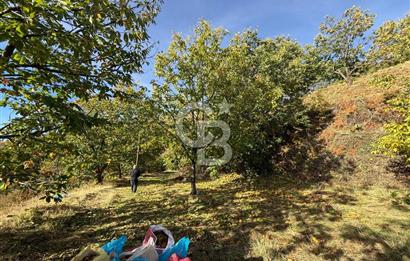 İzmir Kiraz Dokuzlar'da 9.113 m² Kestane Yetiştirmek İçin Tarla