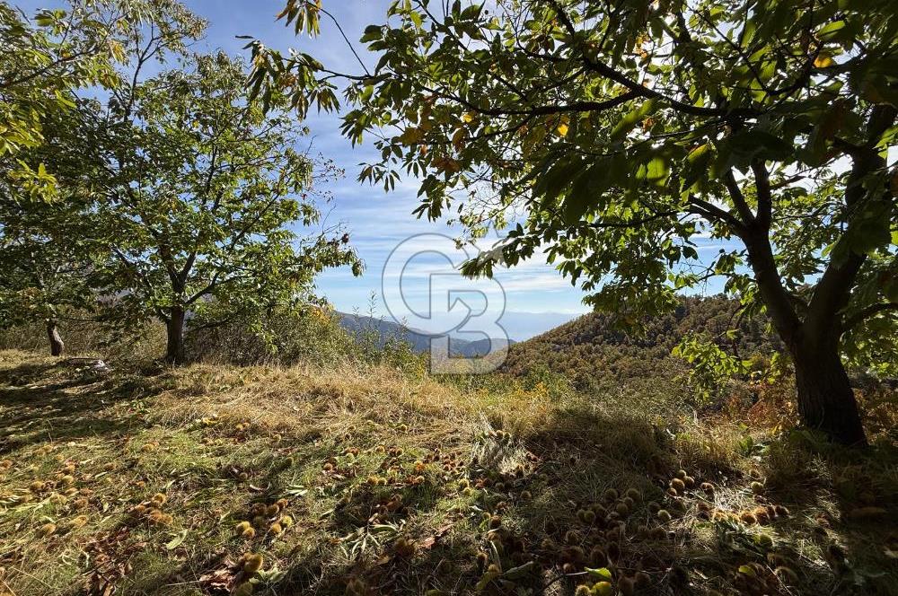 İzmir Kiraz Dokuzlar'da 9.113 m² Kestane Yetiştirmek İçin Tarla