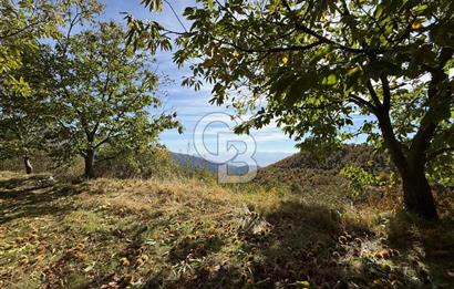 İzmir Kiraz Dokuzlar'da 9.113 m² Kestane Yetiştirmek İçin Tarla