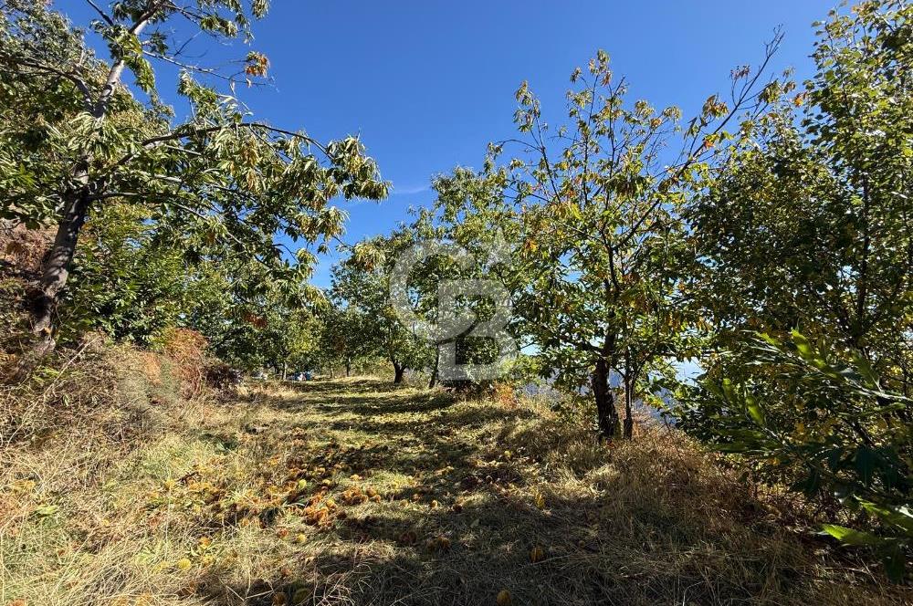 İzmir Kiraz Dokuzlar'da 9.113 m² Kestane Yetiştirmek İçin Tarla