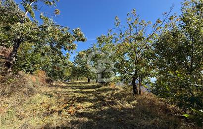 İzmir Kiraz Dokuzlar'da 9.113 m² Kestane Yetiştirmek İçin Tarla