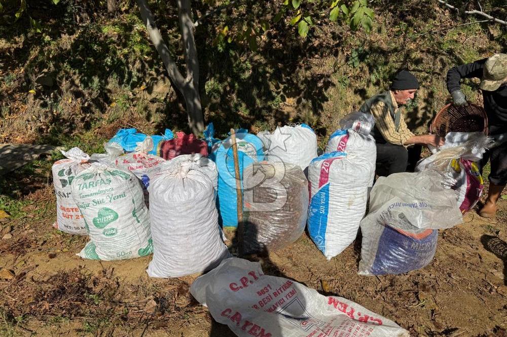 İzmir Kiraz Dokuzlar'da 9.113 m² Kestane Yetiştirmek İçin Tarla