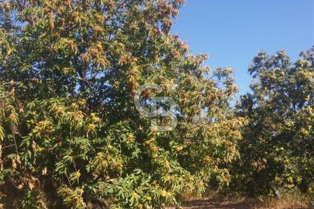 İzmir Kiraz Dokuzlar'da 9.113 m² Kestane Yetiştirmek İçin Tarla