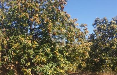 İzmir Kiraz Dokuzlar'da 9.113 m² Kestane Yetiştirmek İçin Tarla