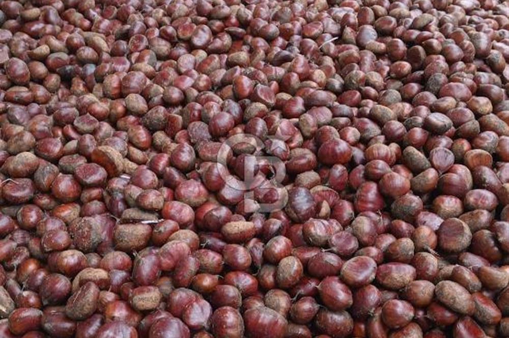 İzmir Kiraz Dokuzlar'da 9.113 m² Kestane Yetiştirmek İçin Tarla