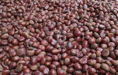 İzmir Kiraz Dokuzlar'da 9.113 m² Kestane Yetiştirmek İçin Tarla