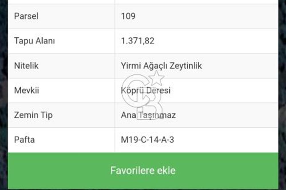 AYDIN ÇİNE'DE 45 AĞAÇLI ZEYTİNLİK