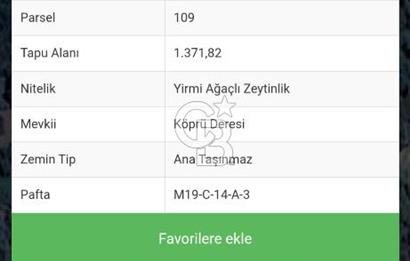 AYDIN ÇİNE'DE 45 AĞAÇLI ZEYTİNLİK