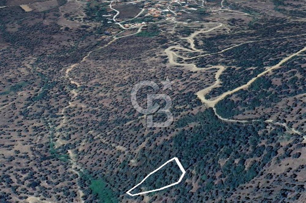 AYDIN ÇİNE'DE 45 AĞAÇLI ZEYTİNLİK