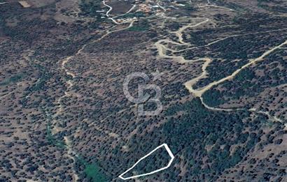 AYDIN ÇİNE'DE 45 AĞAÇLI ZEYTİNLİK