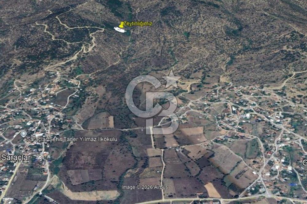 AYDIN ÇİNE'DE 45 AĞAÇLI ZEYTİNLİK