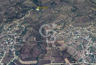 AYDIN ÇİNE'DE 45 AĞAÇLI ZEYTİNLİK - 3 - 337052