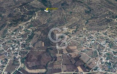 AYDIN ÇİNE'DE 45 AĞAÇLI ZEYTİNLİK