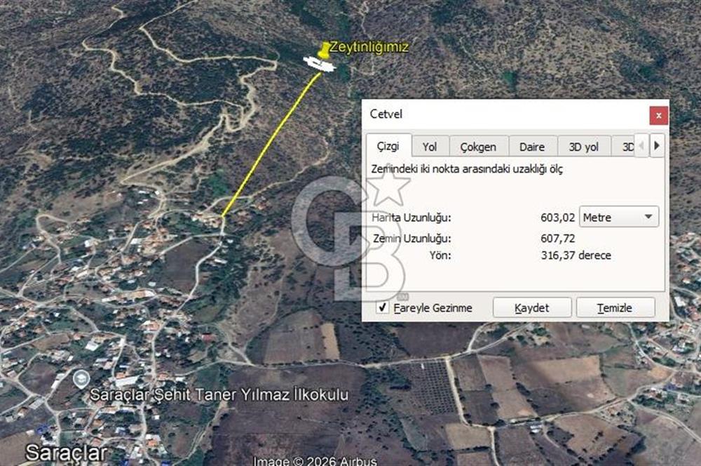 AYDIN ÇİNE'DE 45 AĞAÇLI ZEYTİNLİK