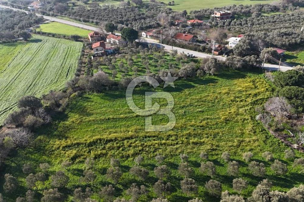 Foça Yenibağarası Mah. Anayola Cepheli Kiralık Tarla
