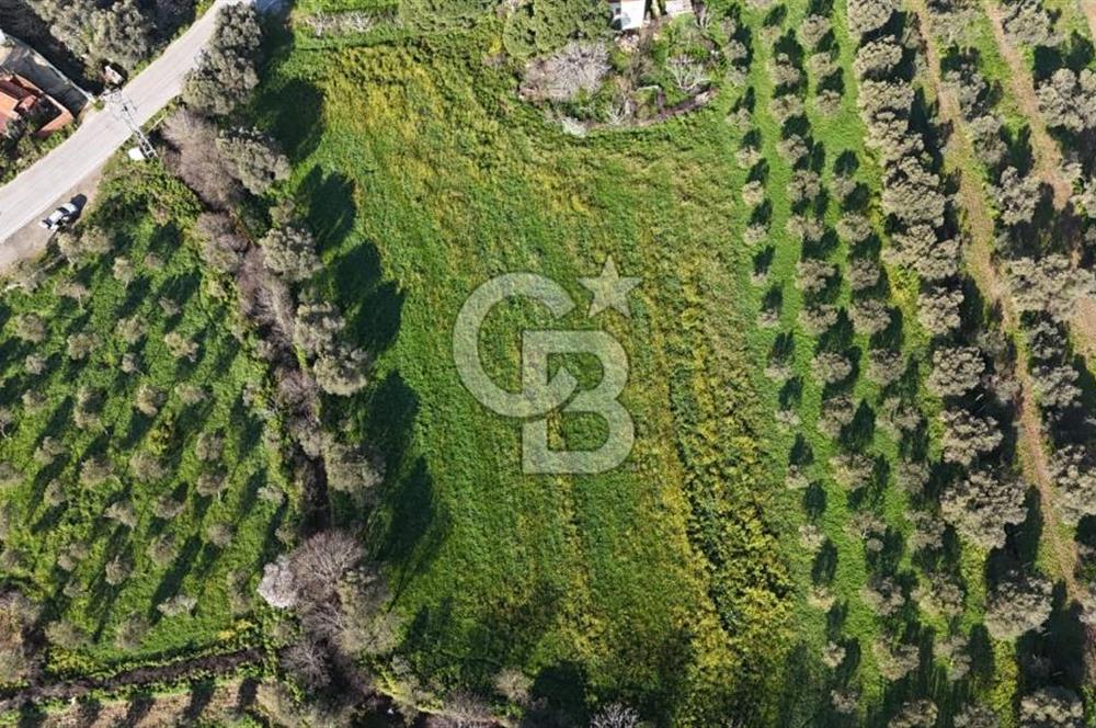 Foça Yenibağarası Mah. Anayola Cepheli Kiralık Tarla
