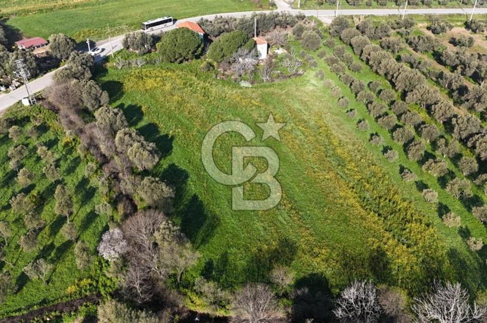 Foça Yenibağarası Mah. Anayola Cepheli Kiralık Tarla
