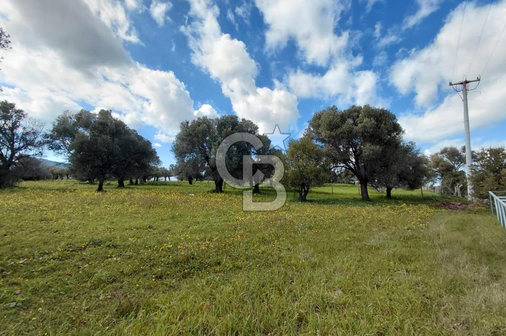 FOÇA’DA DENİZE YAKIN | YOLA CEPHELİ ÖZEL KONUM PARSEL