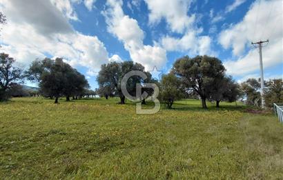 FOÇA’DA DENİZE YAKIN | YOLA CEPHELİ ÖZEL KONUM PARSEL