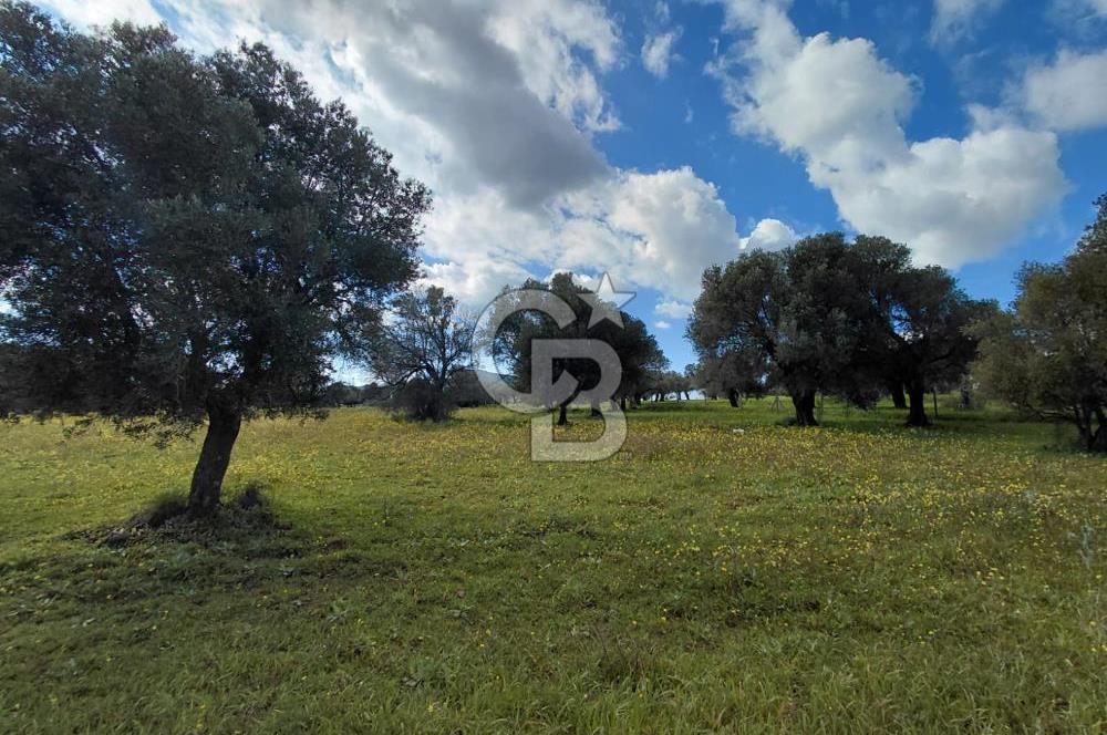 FOÇA’DA DENİZE YAKIN | YOLA CEPHELİ ÖZEL KONUM PARSEL