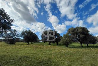 FOÇA’DA DENİZE YAKIN | YOLA CEPHELİ ÖZEL KONUM PARSEL - 9 - 337080