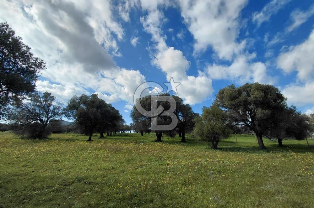 FOÇA’DA DENİZE YAKIN | YOLA CEPHELİ ÖZEL KONUM PARSEL